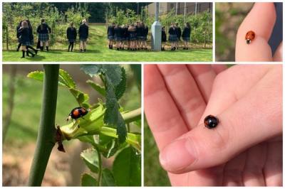 Exploring Biodiversity in Ladybird Hunt!