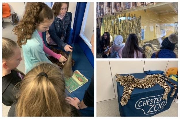 Year 8 Study Conservation at Chester Zoo
